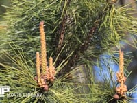 クロマツ　雄花と雌花と前年の雌花 