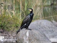 カワウ成鳥 