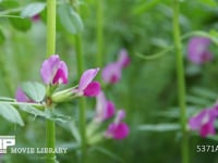 カラスノエンドウの花 