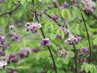 アケビ　雄花と雌花 