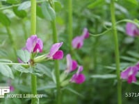 カラスノエンドウの花 