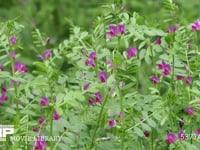 カラスノエンドウの花 