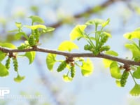 イチョウ　雄花 