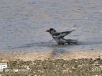 ハシブトガラス　水浴び 4K　水浴びをして羽の汚れを落とす