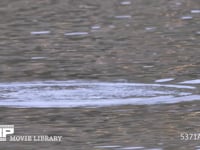 カイツブリ　潜水する 4K