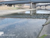 家庭排水の洗剤の泡が流れる川 4K