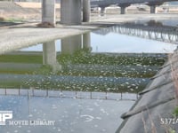 家庭排水の洗剤の泡が流れる川 4K