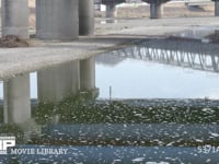 家庭排水の洗剤の泡が流れる川 4K