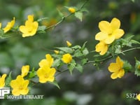 ヤマブキの花 4K