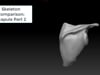 Scapula Part 2