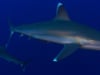 DH VMP Blue Water Sharks - 2mins