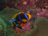 DH VMP Anemonefish tending eggs - 2mins