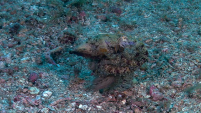 DH VMP Mimic Octopus Mating - 2mins