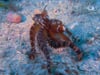 DH VMP Wunderpus Octopus - 2mins