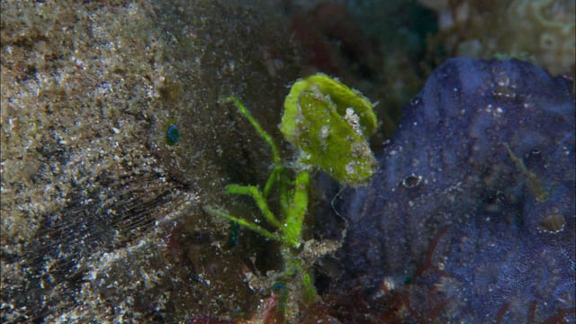 DH VMP Halimeda Crab Camouflage - 2mins