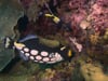 DH VMP Clown Triggerfish - 2mins