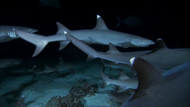 DH VMP Whitetip Sharks, Night - 2mins