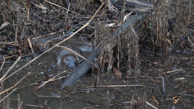 Platypus foraging, Tidbinbilla NR, Canberra, Australia July 2019 (1080p)