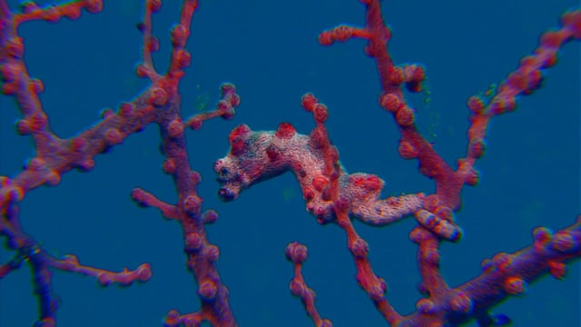 DH VMP Pygmy Seahorses - 2mins