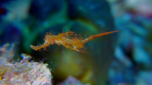 DH VMP Hairy Pipefish juvenile - 2mins
