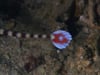 DH VMP Banded Pipefish1 - 2mins