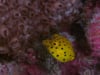 DH VMP Yellow Boxfish Juvenile - 2mins