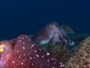 DH VMP Cuttlefish Courtship - 2mins