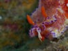 DH VMP Emperor Shrimps riding Nudibranch - 2mins