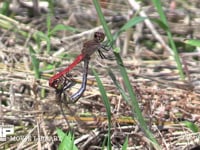 アキアカネ 地上の草にとまって交尾する