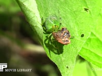 アオオニグモ 葉の上で獲物のハチ（?）を糸でぐるぐる巻きにする