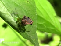アオオニグモ 葉の上で獲物のハチ（?）を糸でぐるぐる巻きにする