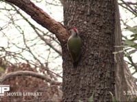 アオゲラ　オス 木をつついて中に潜む虫を探す