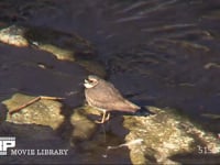 イカルチドリ 川の中瀬で休む