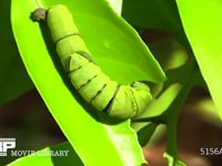 アゲハ 終齢幼虫 ミカンの葉を食べる