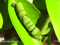 アゲハ 終齢幼虫 ミカンの葉を食べる