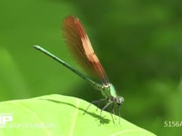 カワトンボ フキの葉の上で飛び回る小さな虫を狙う
