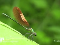 カワトンボ フキの葉の上で捕らえた虫を食べる