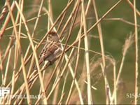 オオジュリン 冬羽。アシの茎にとまる。標識調査の足環を隠すようにする。小さな鳥には負担が大きいのだろう