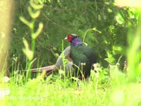 キジ　オス 草地で羽繕いをする