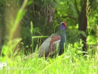 キジ　オス 草地で鳴く