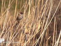 スズメ アシに群れて、茎に潜むガの幼虫などの昆虫類を捕らえる