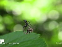 ゴミグモ 網の中心で獲物を待つメスに交尾しようと近づくオス(上)を嫌って追い払うメス