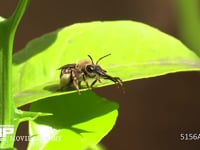 シロスジヒゲナガハナバチ ミカンの葉の上で口吻を掃除する