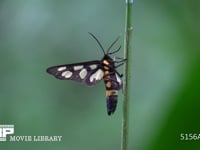 カノコガ 草の茎にとまる