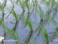 イネ 風にそよぐ植えたばかりのイネ