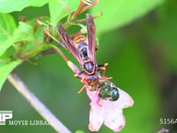 セグロアシナガバチ 捕らえた芋虫の皮を剥いで丸める