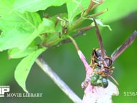 セグロアシナガバチ 捕らえた芋虫の皮を剥いで丸める