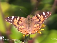 ヒメアカタテハ　メス キクの花にとまって蜜を吸う