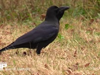 ハシブトガラス 草地で見つけた餌を飲み込もうとするが、中々飲み込めない