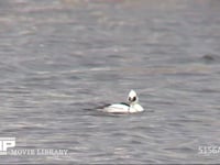 ミコアイサ　オス 池を泳ぎ魚を狙って潜る。目の周りの黒い模様からパンダガモと呼ばれ人気がある